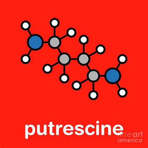 <strong>Putrescine</strong>, the compound responsible for perhaps the foulest <strong>odor</strong> in nature—the <strong>smell</strong> of decomposing flesh—may also be a remedy for atherosclerosis and other chronic inflammatory diseases, according to a new study led by researchers at the Vagelos College of Physicians and Surgeons at Columbia University Irving Medical Center. . Putrescine smell